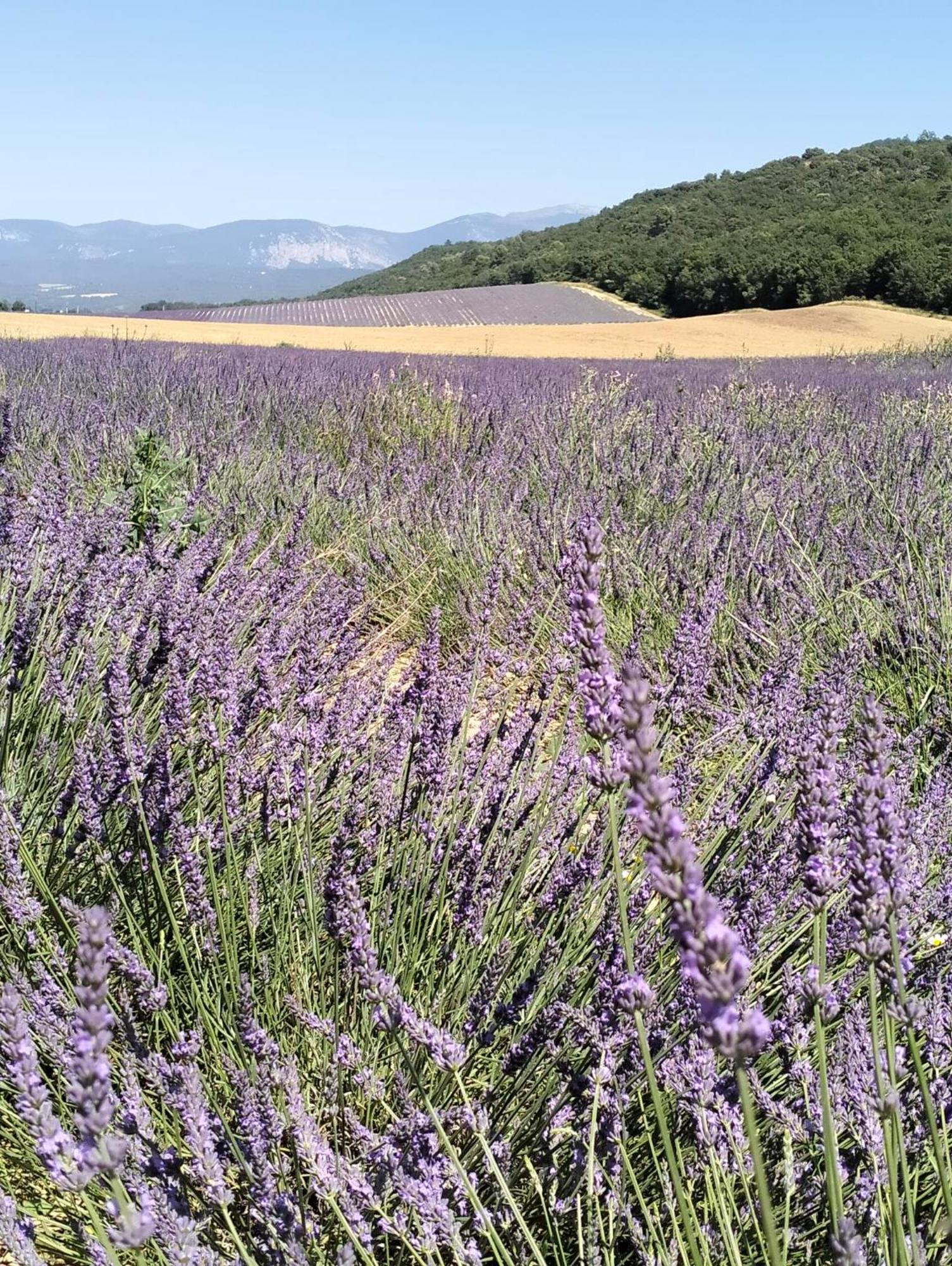 La Provence Vous Attend***!!! - 1Er Etage Digne-les-Bains Eksteriør bilde